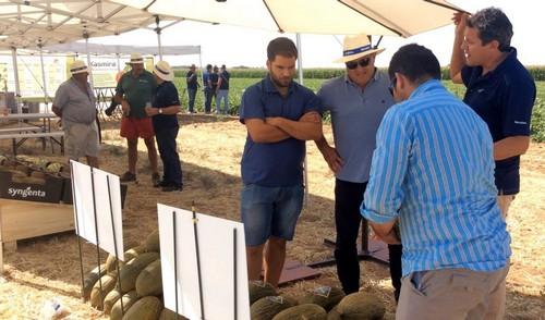 Syngenta muestra en campo Airen y Macabeo, la nueva genética en piel de sapo que mantienen el sabor tradicional pero adaptándose a las nuevas exigencias del mercado