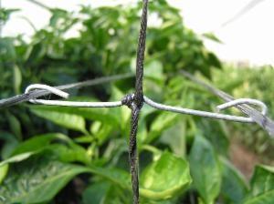 Las claves de un buen entutorado, decisión crucial para el éxito del cultivo