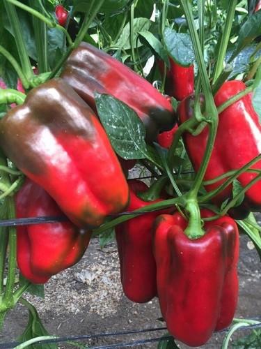 El pimiento lamuyo rojo sigue al alza, mientras que los California bajan de precio en la semana 38