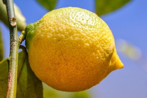 La campaña de cítricos de este año en la Región de Murcia aumentará su producción en un 13,8 por ciento