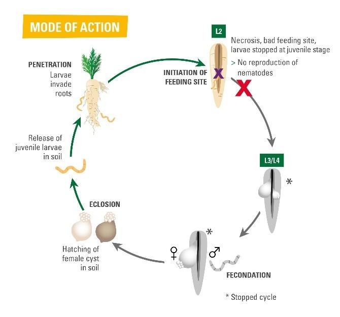 Vilmorin-Mikado presenta una solución innovadora para combatir el nematodo de género heterodera