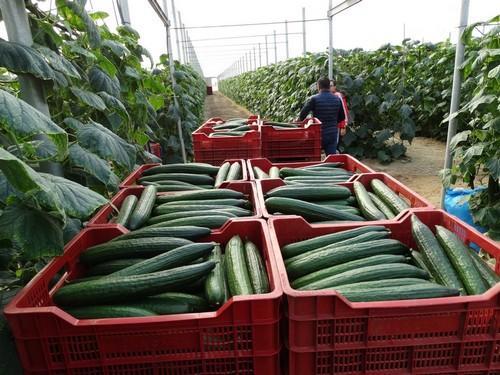 CCOO se opone a la propuesta de la patronal agraria COAG de traer 4.000 trabajadores de contingente
