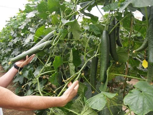 Calabacín y pepino mejoran su precio mientras que el tomate cae en la última semana