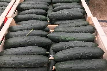 El pepino Almería cae por debajo de los 0,50 euros el kilo mientras que el francés y el español rozan el euro