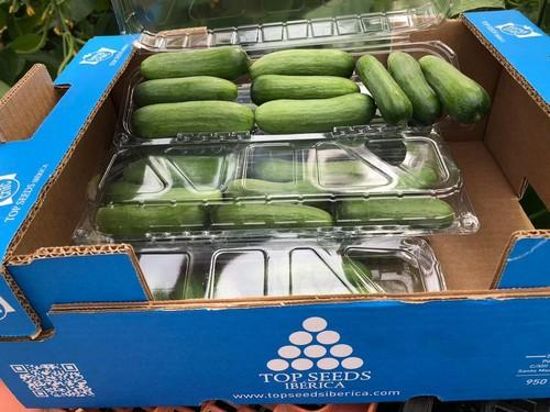 Top Seeds Ibérica consolida su buen  posicionamiento en las mayores zonas  productoras de España y Portugal