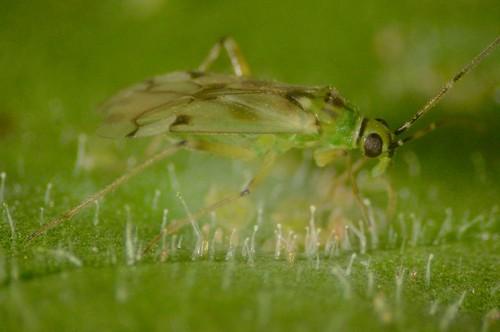 ‘Nesi’ es la opción más eficaz y rentable para el control biológico de mosca blanca y Tuta en tomate