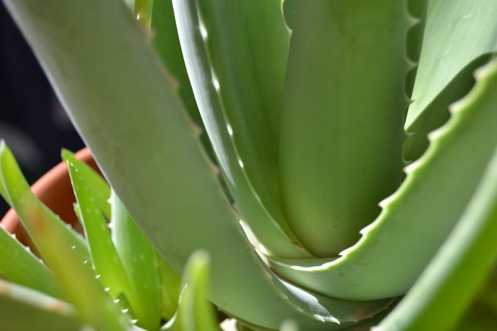 Veracetics, primera empresa que obtiene la triple certificación del International Aloe Science Council