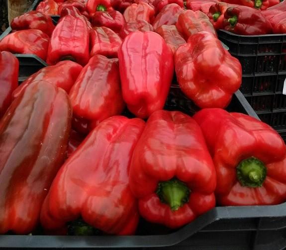 El lamuyo rojo repunta en la semana 44 y roza los 1,50 euros el kilo