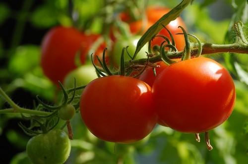 La producción ecológica bajo plástico en Almería sigue subiendo y roza las 3.000 hectáreas