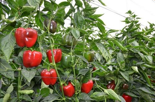 El Ayuntamiento de Dalías continúa apostando por la agricultura y su cultivo estrella, el pimiento temprano