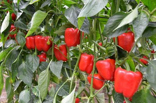 Syngenta presenta su catálogo de pimiento California en unas jornadas en Berja
