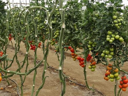 Las subastas registran un ascenso generalizado de los precios de todas las hortalizas a excepción del pimiento