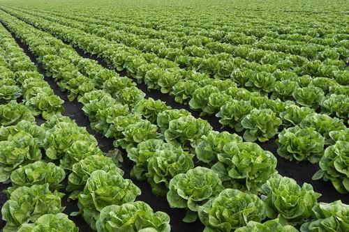 Sapec Agro desarrolla una innovadora solución antimildiu para cultivos de patata y lechuga