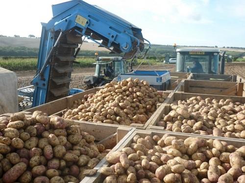 Estudios en Reino Unido muestran una gran reducción de defectos en patata utilizando la gama Ecoculture