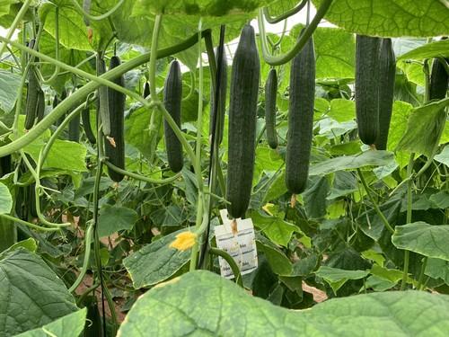 Seminis muestra a agricultores SV5047CE, uno de sus baluartes en pepino tipo Almería