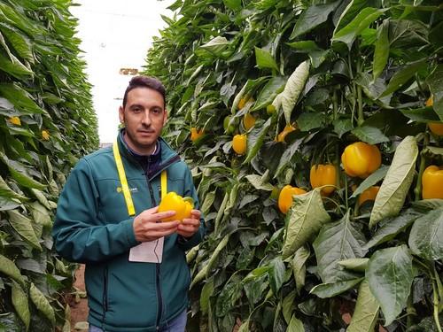 HM.CLAUSE presenta sus dos novedades de California amarillo en el marco de las jornadas de pimiento temprano de Dalías