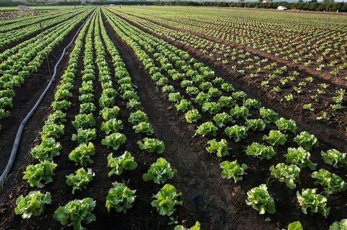 Sapec Agro desarrolla Spyrit Pro, un fungicida  con formulación exclusiva para control de mildiu