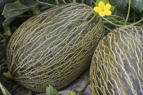 Syngenta amplía su gama de melón piel de sapo manteniendo su identidad de sabor