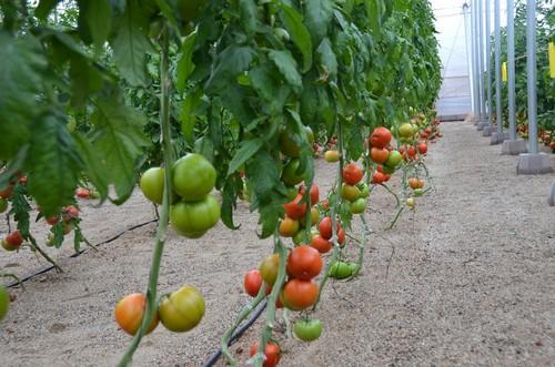 Wise Lite genera un beneficio económico al agricultor gracias a la información que le aporta