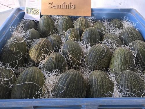 Seminis revoluciona su catálogo de melón para Almería con numerosas novedades
