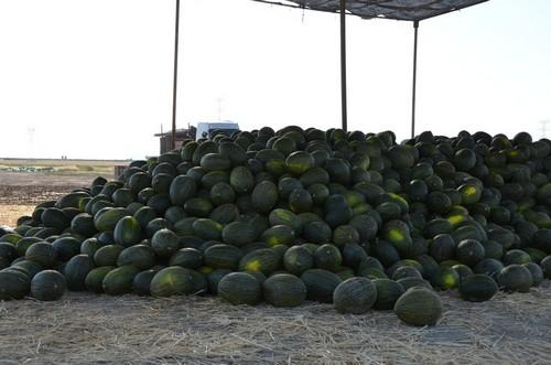 Seminis apuesta por la excelencia con sus novedades en piel de sapo y sandía para procesado