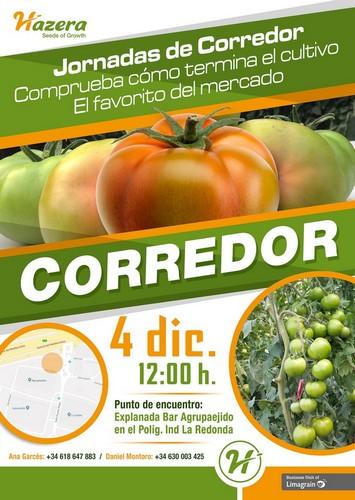 La casa de semillas Hazera organiza mañana unas jornadas para mostrar cómo termina el cultivo de su variedad Corredor