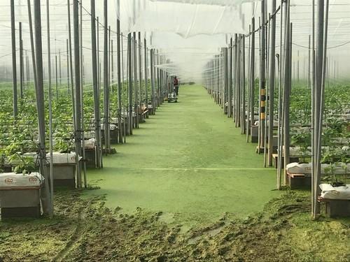 Más de 40 hectáreas de invernaderos de El Ejido están anegadas por la falta de extracción del acuífero superior