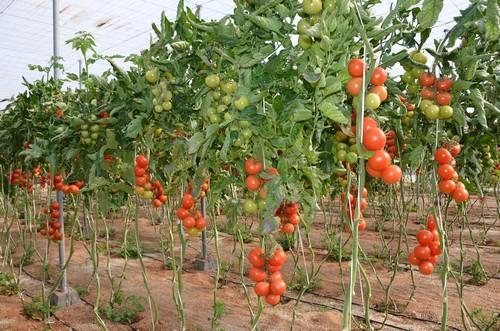 El Gobierno incrementa en 19,88 millones de euros el gasto en seguros agrarios
