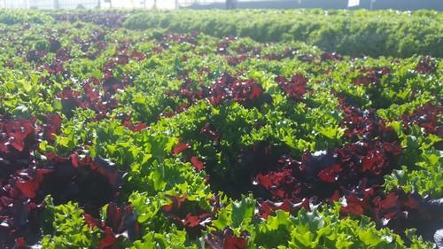 La Renta Agraria crece un 3,4% en 2018 hasta los 29.955 millones de euros