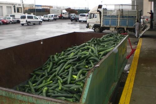 Agricultores llaman a la retirada de pepino este jueves ante el desplome del precio en las últimas semanas