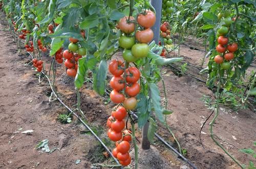 Hazera España realiza unas jornadas en Níjar para mostrar las cualidades de su variedad Sotomayor