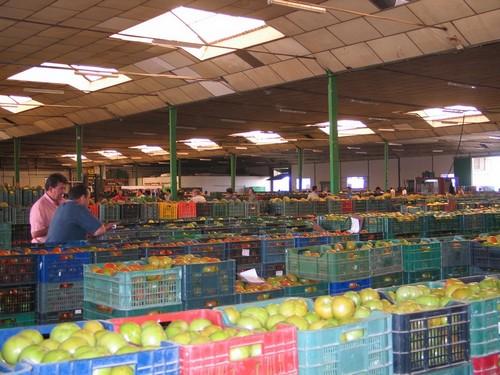 Cooperativas Agro-alimentarias de España lamenta la inclusión de un límite de facturación y que no se haya incorporado la venta a pérdidas