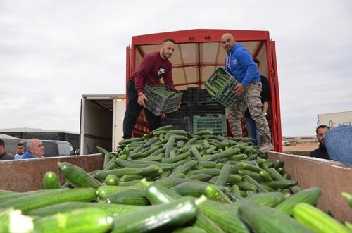 Agricultores de pepino ponen en duda la sobreproducción y apuntan a las presiones de la gran distribución como causantes de los bajos precios