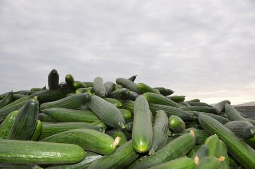 APROA-COEXPHAL acuerdan la destrucción voluntaria de pepino por la grave situación de los precios