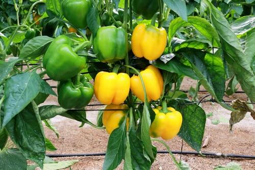 Coronado conquista a agricultores y comercialización por su productividad, calidad y aguante en planta
