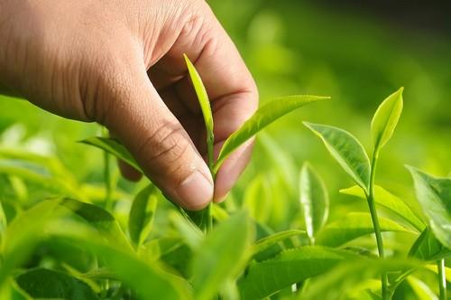 Sapec Agro presenta un nuevo posicionamiento con una renovación de marca