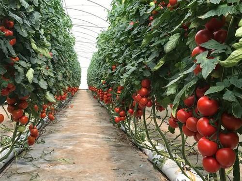 Los tomates Botero F1 y Salathor* F1  y el calabacín ISI 76143 F1 variedades excelentes de ISI Sementi para primavera