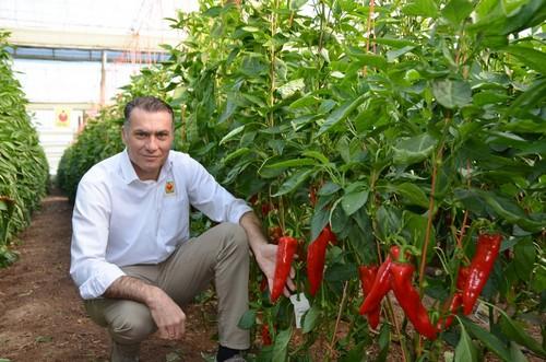 Nirit Seeds Iberica irrumpe en España para ofrecer las mejores semillas híbridas de alta calidad y exitosos resultados