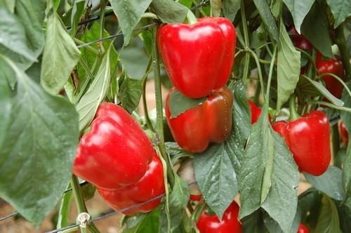 La espiral alcista de los costes de producción impide que el aumento del 3,4% de la Renta Agraria llegue al bolsillo de los agricultores