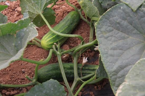 UPA pide subir el precio de retirada de pepino para salvar a los agricultores
