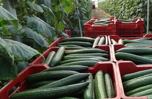 Agricultores almerienses y granadinos acudirán a Alemania a vender directamente sus hortalizas