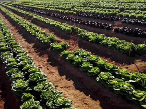 Agricultura recuerda las medidas preventivas ante la previsión de heladas en los próximos días