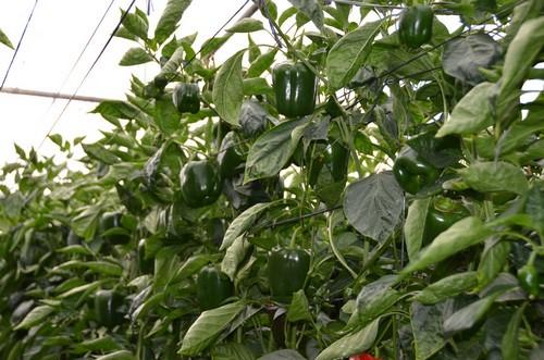 El pimiento, única hortaliza que cae de precio en la segunda semana del año