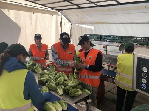 Las plataformas hortícolas recolectan el 40 por ciento de la producción de hortalizas de la Región