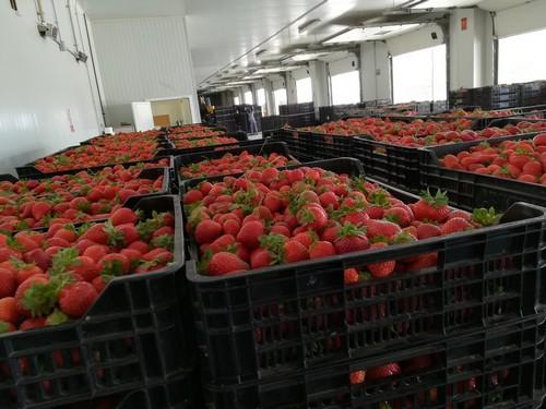 Vellsam continúa con su expansión nacional a través de los siete mayores distribuidores de Huelva