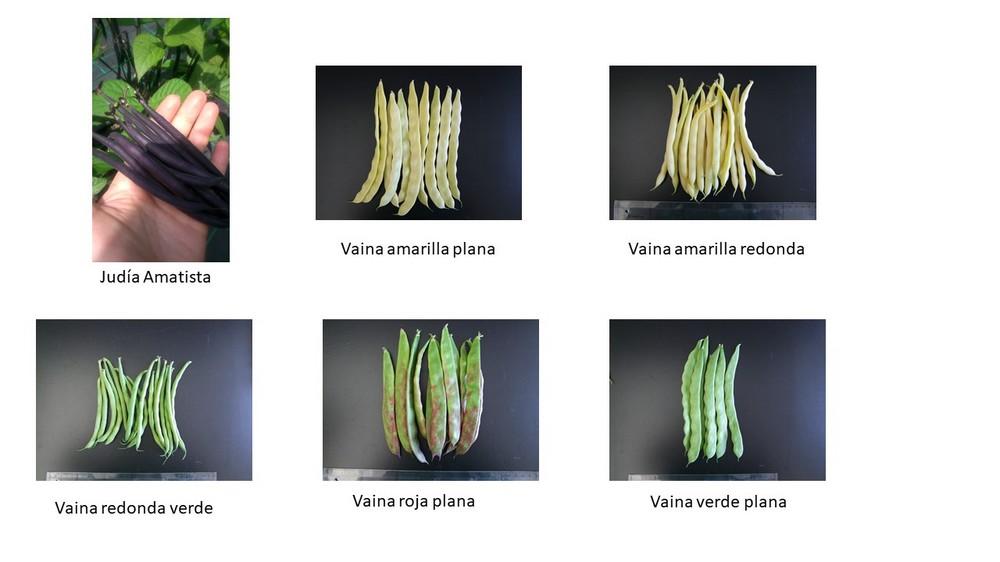 Ramiro Arnedo S.A. participa en un proyecto para optimizar el cultivo de judía verde en España y desarrollar nuevas variedades