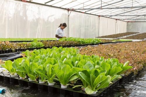 Los agricultores de la Región conocerán la cantidad de nitrógeno en abono que necesitan sus cultivos gracias a una calculadora 'online'