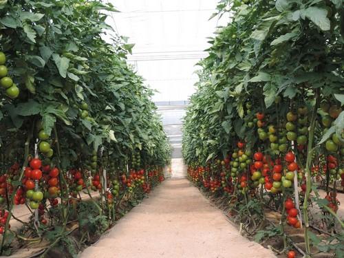  España ha solicitado a la UE las necesidades de fondos para 2019 en el marco de régimen de las ayudas de frutas y hortalizas