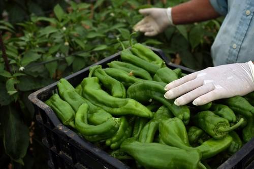 Bajan las cotizaciones de todas las hortalizas menos del pimiento, que sube en algunos tipos