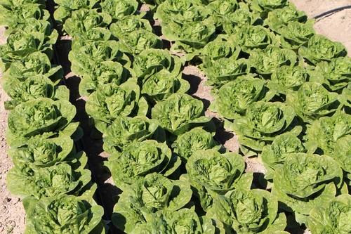  La mejora vegetal es esencial para reducir el desperdicio en la cadena alimentaria